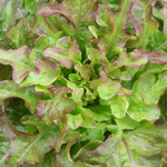 Bronze Arrow LETTUCE, LOOSELEAF 0.5 g