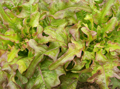 Bronze Arrow LETTUCE, LOOSELEAF 0.5 g Bronze Arrow LETTUCE, LOOSELEAF 0.5 g