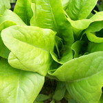 Deer Tongue (Matchless) LETTUCE, LOOSELEAF 7 g