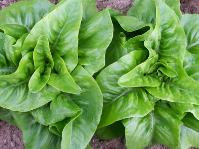 Deer Tongue (Matchless) LETTUCE, LOOSELEAF 0.5 g Deer Tongue (Matchless) LETTUCE, LOOSELEAF 0.5 g