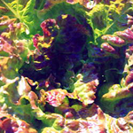 Drunken Woman LETTUCE, LOOSELEAF 7 g