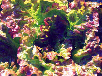 Drunken Woman LETTUCE, LOOSELEAF 0.5 g Drunken Woman LETTUCE, LOOSELEAF 0.5 g
