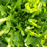 Oakleaf LETTUCE, LOOSELEAF 7 g