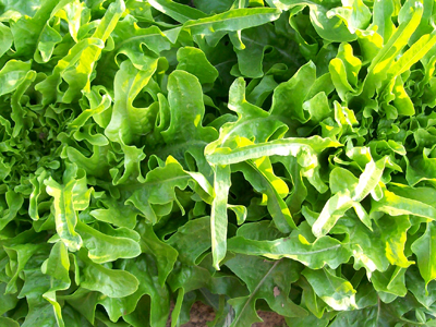 Oakleaf LETTUCE, LOOSELEAF 0.5 g Oakleaf LETTUCE, LOOSELEAF 0.5 g