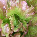 Pablo Batavian LETTUCE, LOOSELEAF 0.5 g