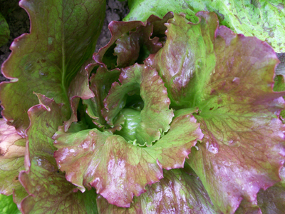 Pablo Batavian LETTUCE, LOOSELEAF 0.5 g Pablo Batavian LETTUCE, LOOSELEAF 0.5 g