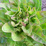 Red Deer Tongue LETTUCE, LOOSELEAF 7 g