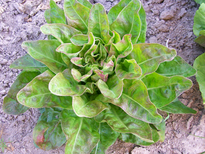 Red Deer Tongue LETTUCE, LOOSELEAF 0.5 g Red Deer Tongue LETTUCE, LOOSELEAF 0.5 g