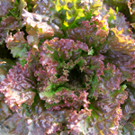 Red Sails LETTUCE, LOOSELEAF 7 g