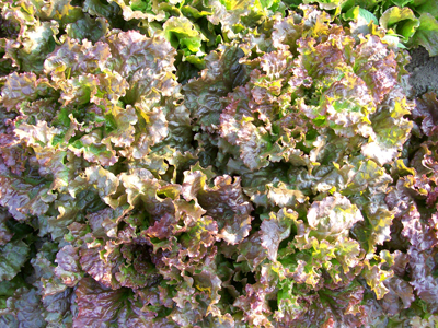 Red Sails LETTUCE, LOOSELEAF 0.5 g Red Sails LETTUCE, LOOSELEAF 0.5 g
