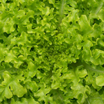 Salad Bowl LETTUCE, LOOSELEAF 0.5 g