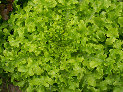 Salad Bowl LETTUCE, LOOSELEAF 0.5 g Salad Bowl LETTUCE, LOOSELEAF 0.5 g