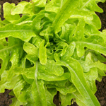 Thai Oakleaf 88 (Thai 88) LETTUCE, LOOSELEAF 0.5 g Thai Oakleaf 88 (Thai 88) LETTUCE, LOOSELEAF 0.5 g