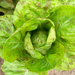 Forellenschluss LETTUCE, ROMAINE 0.5 g Forellenschluss LETTUCE, ROMAINE 0.5 g