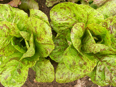 Forellenschluss LETTUCE, ROMAINE 0.5 g Forellenschluss LETTUCE, ROMAINE 0.5 g