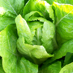 Jericho LETTUCE, ROMAINE 0.5 g Jericho LETTUCE, ROMAINE 0.5 g