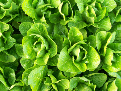 Jericho LETTUCE, ROMAINE 0.5 g Jericho LETTUCE, ROMAINE 0.5 g