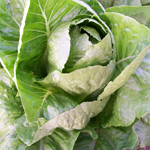 Parris Island Cos LETTUCE, ROMAINE 7 g