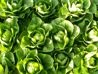 Parris Island Cos LETTUCE, ROMAINE 0.5 g Parris Island Cos LETTUCE, ROMAINE 0.5 g