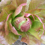 Rouge d'Hiver (Red Winter) LETTUCE, ROMAINE 7 g