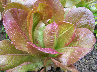 Rouge d'Hiver (Red Winter) LETTUCE, ROMAINE 0.5 g Rouge d'Hiver (Red Winter) LETTUCE, ROMAINE 0.5 g