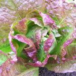 Sweet Valentine LETTUCE, ROMAINE 0.5 g