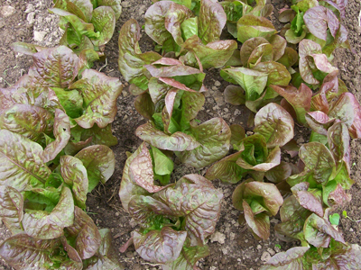 Sweet Valentine LETTUCE, ROMAINE 0.5 g Sweet Valentine LETTUCE, ROMAINE 0.5 g