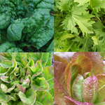 Fall Mesclun MIX