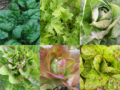 Fall Mesclun MIX Fall Mesclun MIX