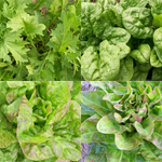 Spring Mesclun MIX