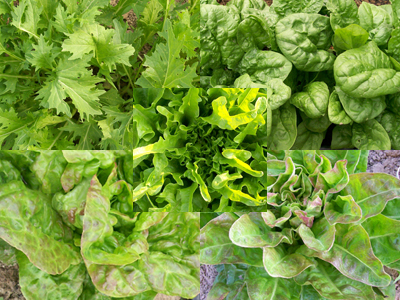 Spring Mesclun MIX Spring Mesclun MIX