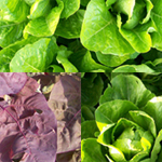 Summer Mesclun MIX