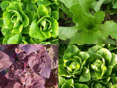 Summer Mesclun MIX Summer Mesclun MIX