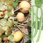 Three Sisters Garden Package MIX