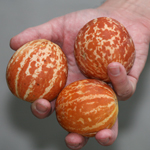 Plum Granny (Queen Anne Pocket Melon) MUSKMELON 0.5 g Plum Granny (Queen Anne Pocket Melon) MUSKMELON 0.5 g