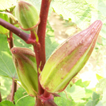 Alabama Red OKRA 5 g Alabama Red OKRA 5 g