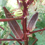 Burgundy OKRA 5 g Burgundy OKRA 5 g