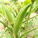 Clemson Spineless OKRA 5 g Clemson Spineless OKRA 5 g