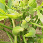Fife Creek Cowhorn OKRA 5 g Fife Creek Cowhorn OKRA 5 g