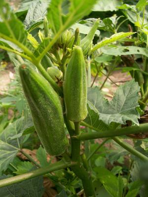 Jade OKRA 5 g Jade OKRA 5 g