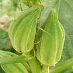 Star of David OKRA 5 g Star of David OKRA 5 g