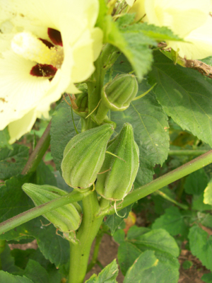 Star of David (Old Fashioned) OKRA 5 g Star of David (Old Fashioned) OKRA 5 g