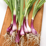 Deep Purple ONION, BUNCHING 1 g
