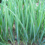 White Spear ONION, BUNCHING 1 g