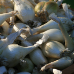 White Multiplier Onion 4 oz.