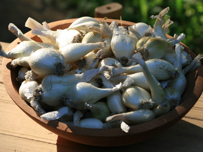 White Multiplier Onion Plants White Multiplier Onion Plants