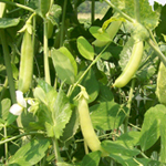 Sugar Snap PEA, SNAP (TALL) 228 g