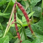Big Red Ripper (Mandy) Southern Pea (Cowpea) 114 g