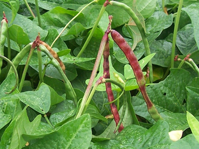 Big Red Ripper (Mandy) Southern Pea (Cowpea) 28 g Big Red Ripper (Mandy) Southern Pea (Cowpea) 28 g