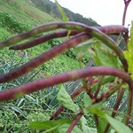 Pinkeye Purple Hull Southern Pea (Cowpea) 114 g